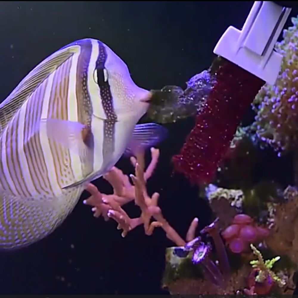 مشبك مغناطيسي لتغذية الطحالب و - مراجعة Aquarium Marine Services وسعره