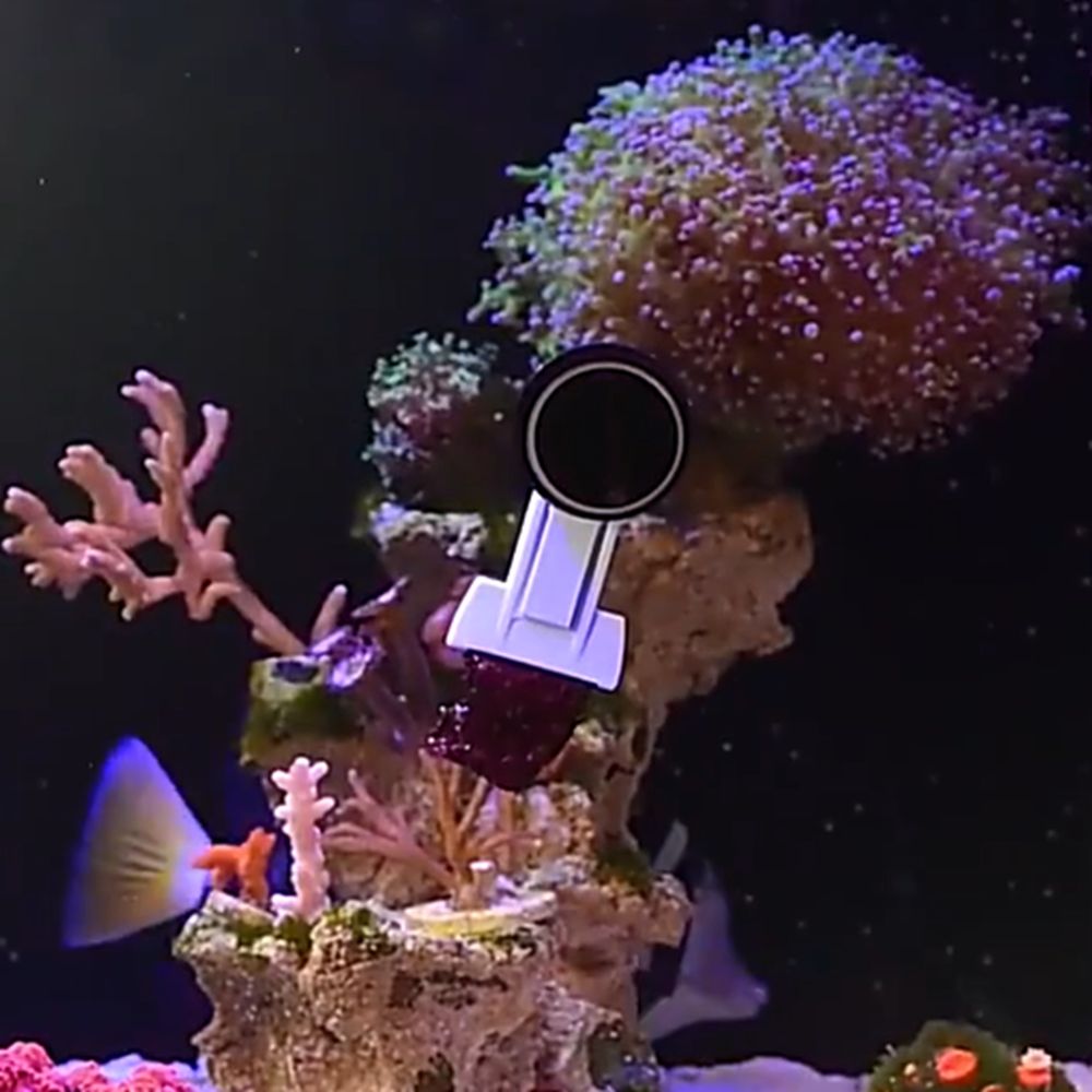 مشبك مغناطيسي لتغذية الطحالب و - مراجعة Aquarium Marine Services وسعره