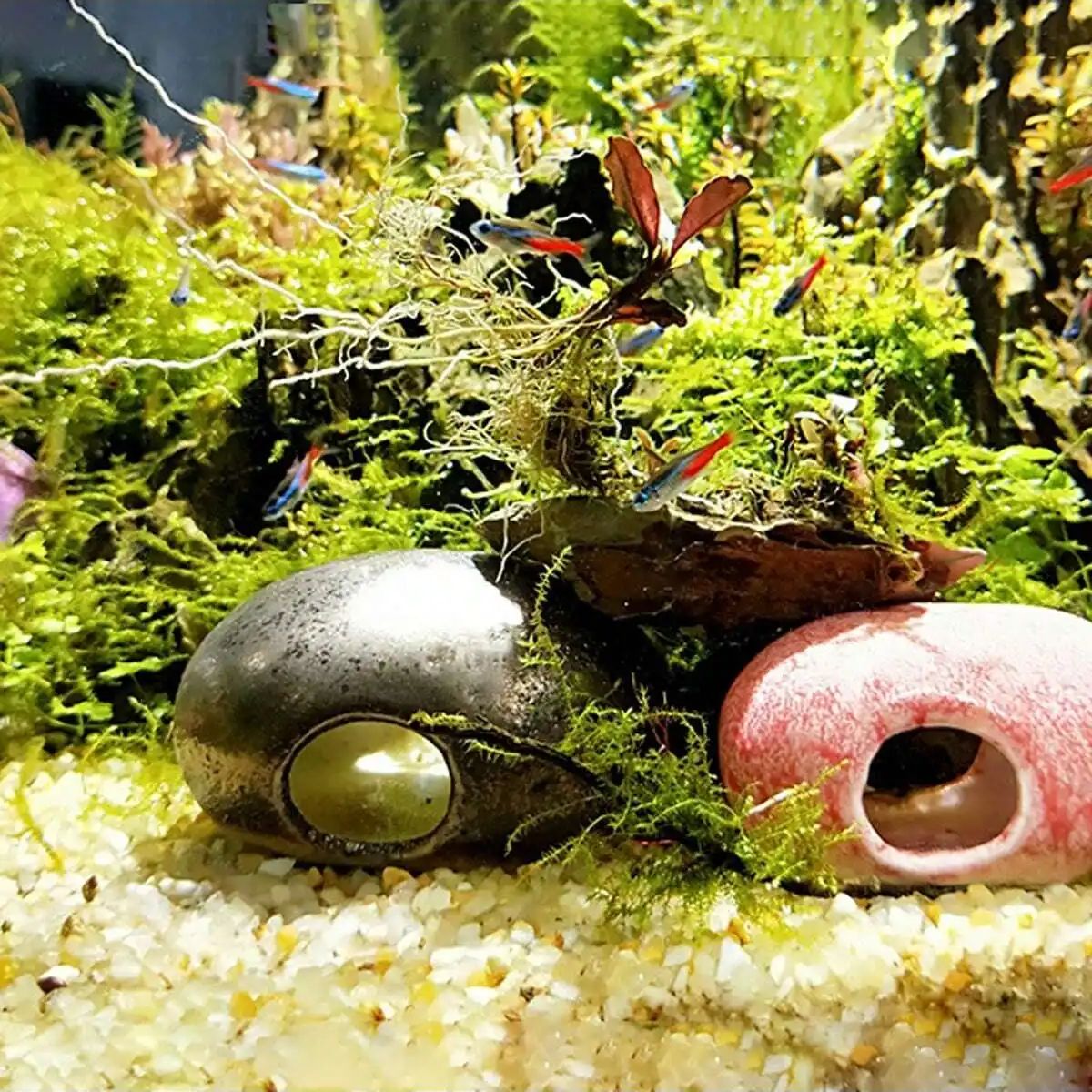 1 قطعة-250 جرام بلورات الطبيعي - مراجعة Marine Aquarium For Sale وسعره
