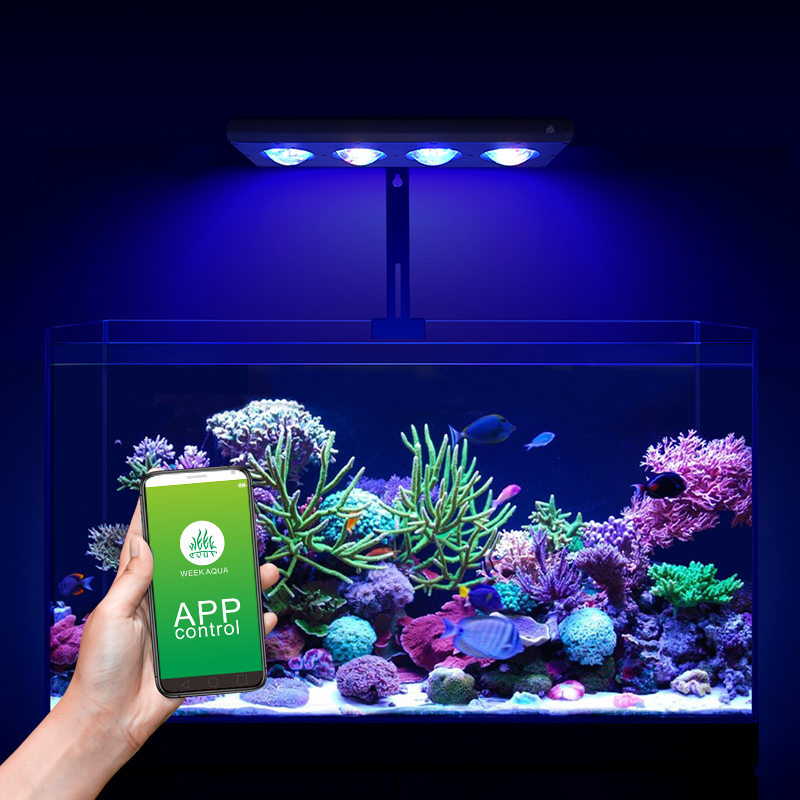 ZXY رائجة البيع WEEKAQUA Z250  - مراجعة Marine Aquarium For Sale وسعره