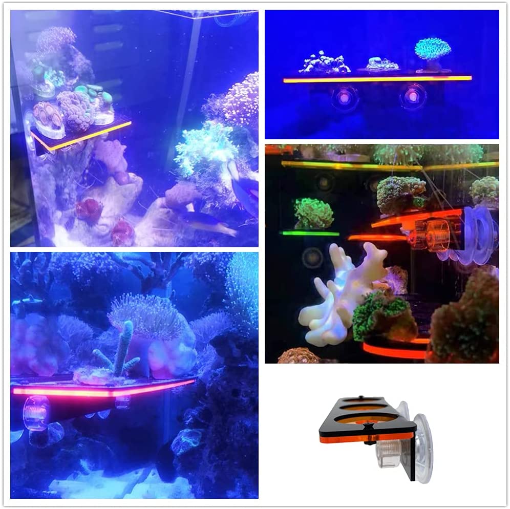 الفلورسنت المرجان Frag التوصيل - مراجعة Marine Aquarium For Sale وسعره
